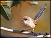 purple_bk_fairywren_33943