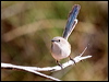 purple_bk_fairywren_33959