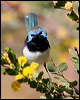 purple_bk_fairywren_33962