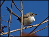 purple_bk_fairywren_90574
