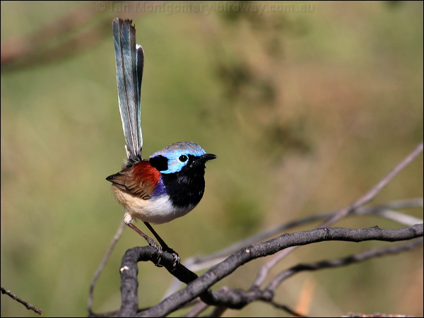 Purple-backed Fairywren purple_bk_fairywren_33931.psd