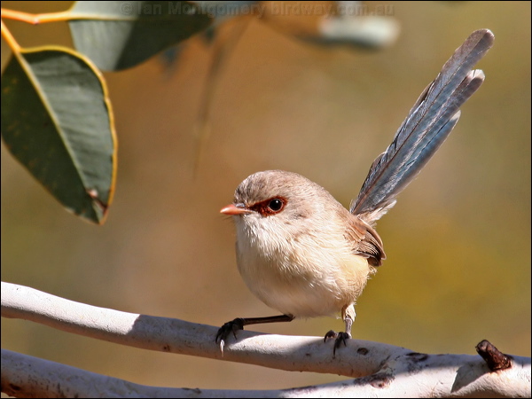 Purple-backed Fairywren purple_bk_fairywren_33943.psd