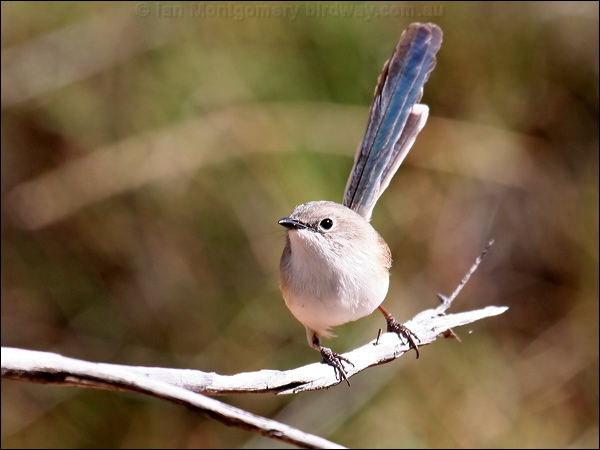 Purple-backed Fairywren purple_bk_fairywren_33959.psd
