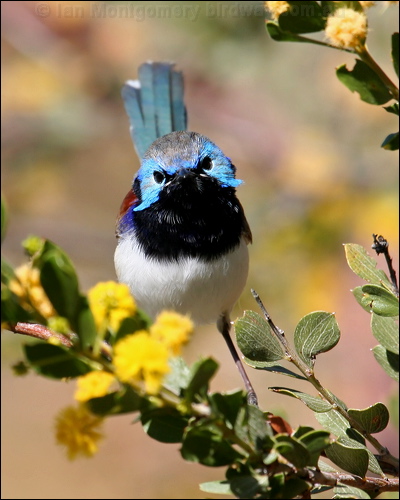 Purple-backed Fairywren purple_bk_fairywren_33962.psd