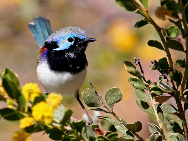 Purple-backed Fairywren purple_bk_fairywren_33964.psd