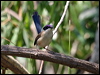 purplecrownfairywren_09878