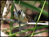 purplecrownfairywren_09905
