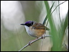 Click here to enter gallery and see photos/pictures/images of Purple-crowned Fairywren