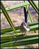purplecrownfairywren_80805