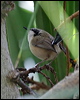purplecrownfairywren_81019