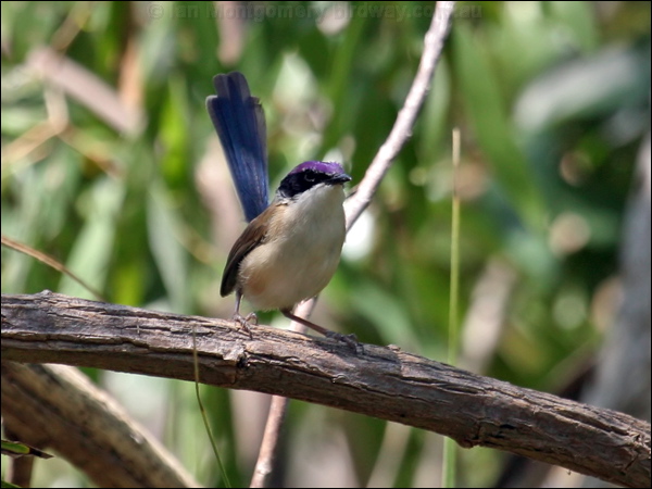 Purple-crowned Fairywren purplecrownfairywren_09878.psd