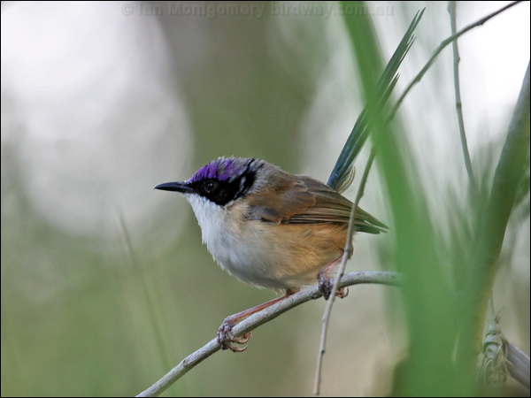 Purple-crowned Fairywren purplecrownfairywren_09929.psd