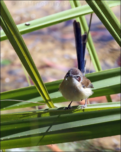 Purple-crowned Fairywren purplecrownfairywren_80805.psd