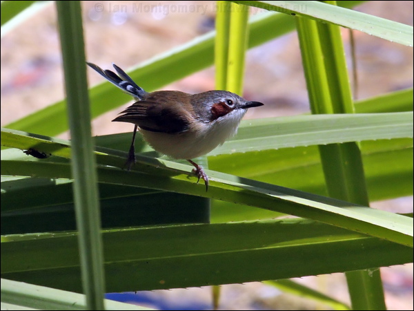 Purple-crowned Fairywren purplecrownfairywren_80808.psd