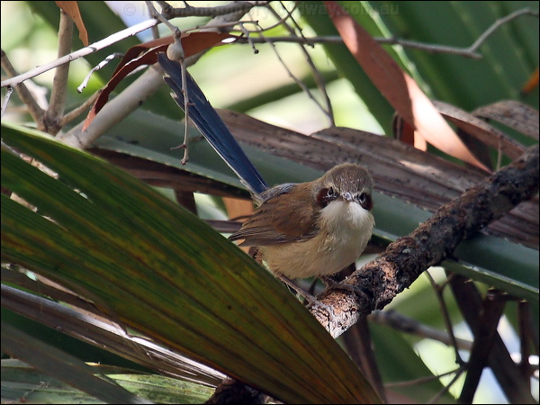 Purple-crowned Fairywren purplecrownfairywren_80825.psd