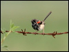 red_backed_fairywren_04959