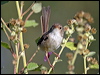 red_backed_fairywren_14370