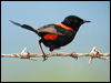 red_backed_fairywren_15978