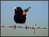 red_backed_fairywren_16011