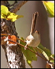 red_backed_fairywren_57612