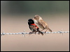 red_backed_fairywren_59040
