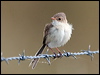 red_backed_fairywren_59077