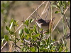 redbackedfairywren_100391