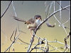 redbackfairywren_106640
