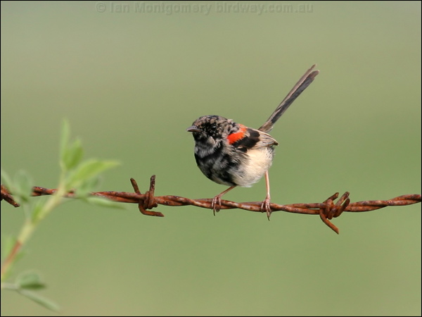 Red-backed Fairywren red_backed_fairywren_04959.psd