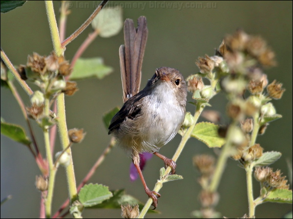 Red-backed Fairywren red_backed_fairywren_14370.psd