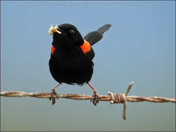 Red-backed Fairywren red_backed_fairywren_16011.psd