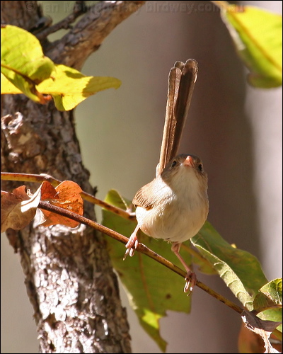Red-backed Fairywren red_backed_fairywren_57612.psd
