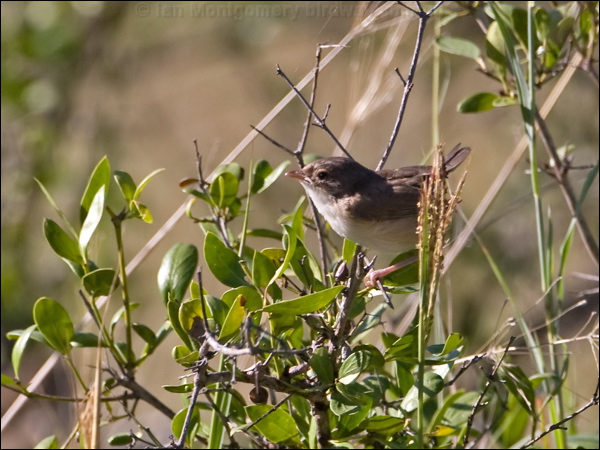 Red-backed Fairywren redbackedfairywren_100391.psd