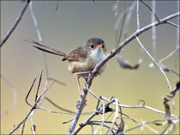 Red-backed Fairywren redbackfairywren_106640.psd