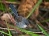 redwinged_fairywren_217058