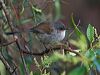 redwinged_fairywren_217072