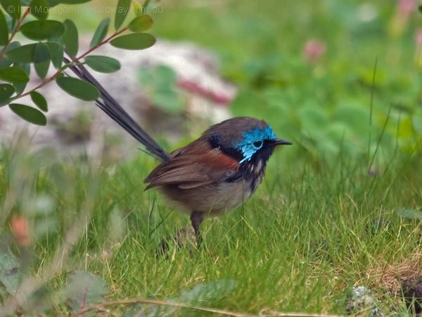 Red-winged Fairywren redwinged_fairywren_216593.psd