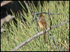 ruf_crown_emuwren_214903