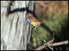ruf_crown_emuwren_214923
