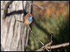 ruf_crown_emuwren_214928