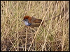 ruf_crown_emuwren_rw1932