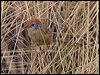ruf_crown_emuwren_rw1959