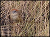 ruf_crown_emuwren_rw1960