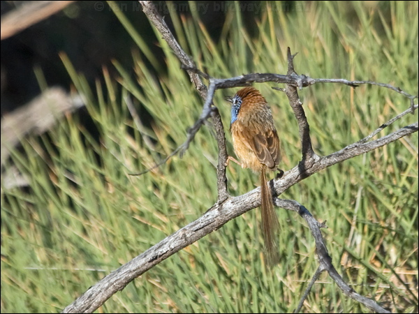 Rufous-crowned Emuwren ruf_crown_emuwren_214903.psd