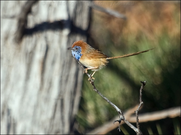 Rufous-crowned Emuwren ruf_crown_emuwren_214923.psd