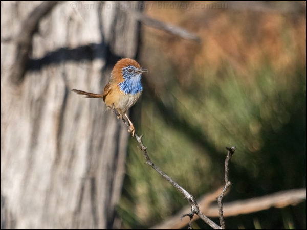 Rufous-crowned Emuwren ruf_crown_emuwren_214928.psd