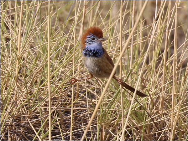 Rufous-crowned Emuwren ruf_crown_emuwren_rw1931.JPG