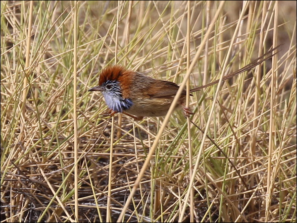 Rufous-crowned Emuwren ruf_crown_emuwren_rw1932.JPG