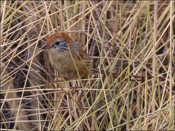 Rufous-crowned Emuwren ruf_crown_emuwren_rw1959.JPG