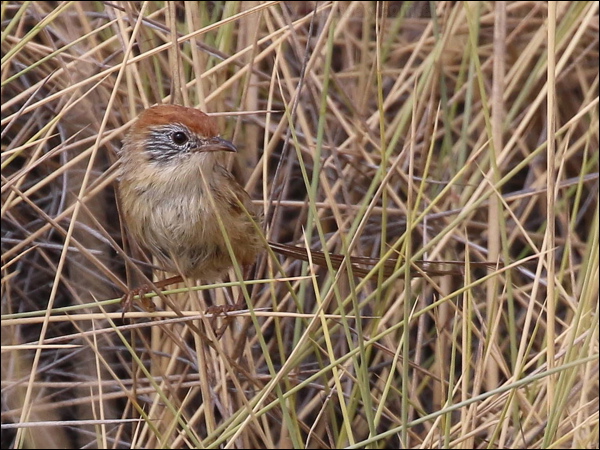 Rufous-crowned Emuwren ruf_crown_emuwren_rw1960.JPG